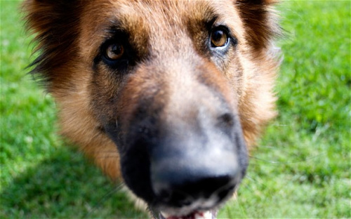 寵物犬跳起挽救試圖自殺主人的性命。